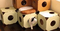 Eco-Friendly Feline Homes Image 4