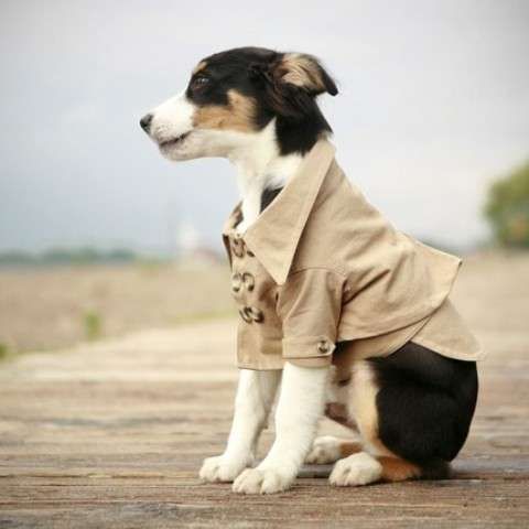 40 Couture Pet Outfits