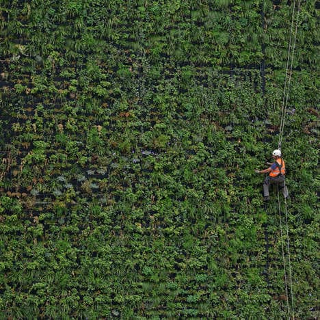 Flood-Fighting Living Walls