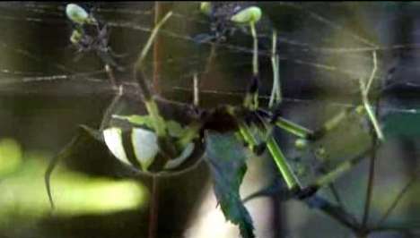 Insects As Brand Boosters
