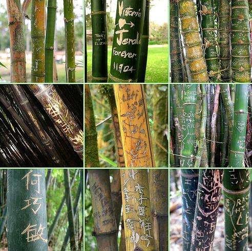 Bamboo Graffiti