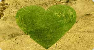 17 Innovative Initiatives to Save Trees 