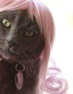 14 Crazy Innovations for Cats 
