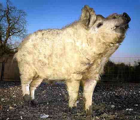Pigs That Look Like Sheep