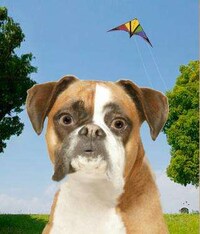 Animate Your Pet Image 2