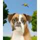 Animate Your Pet Image 2