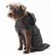 House Pet Rainwear Image 3