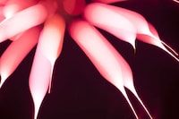 Abstract Firework Photography Image 5