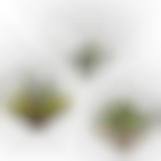 Ornamental Garden Decor