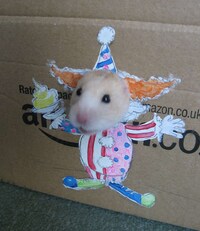 Cutout Hamster Photography Image 2