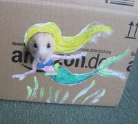 Cutout Hamster Photography Image 3
