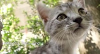 Hybrid Camera-Smartphones Image 6