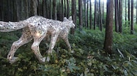 Reflective Animal Art Image 2