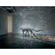 Reflective Animal Art Image 3