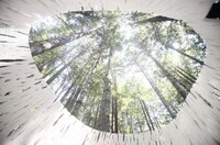 Biodegradable Forest Shelters Image 2