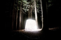 Biodegradable Forest Shelters Image 5