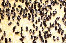 Insect Vomit-Infused Artwork