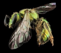 Intimate Insect Photography Image 2
