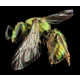 Intimate Insect Photography Image 2