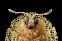 Intimate Insect Photography Image 3