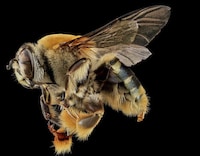 Intimate Insect Photography Image 4