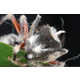 Absurd Critters -  A Species of Fungi Have Mind-Controlling Abilities Image 3