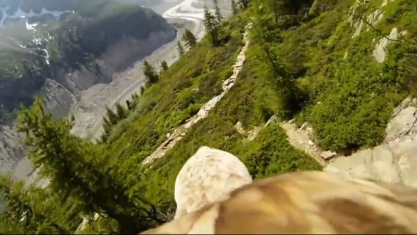 Animal-Mounted Cameras