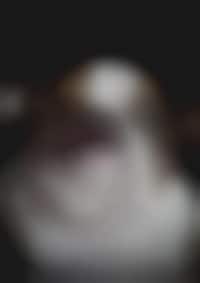 Abused Canine Ads Image 1