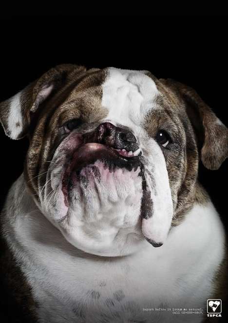 Abused Canine Ads