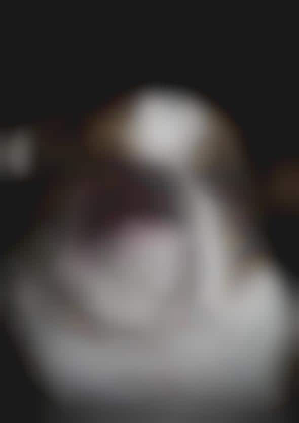 Abused Canine Ads