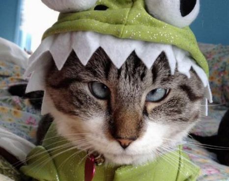 20 Cat Halloween Costumes