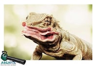 Anthropomorphized Animal Ads Image 2