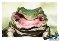 Anthropomorphized Animal Ads Image 3