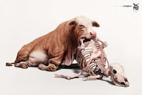 Anthropomorphized Animal Ads Image 5