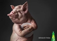 Anthropomorphized Animal Ads Image 7
