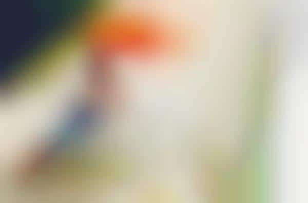 Candy-Colored Umbrella Series