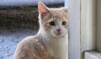 Feline Web Design Fillers Image 2