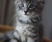 Feline Web Design Fillers Image 3