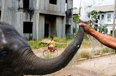 Setimental Urban Elephant Photography