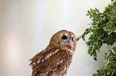 Cozy Owl-Gazing Cafes