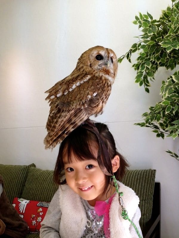 Cozy Owl-Gazing Cafes