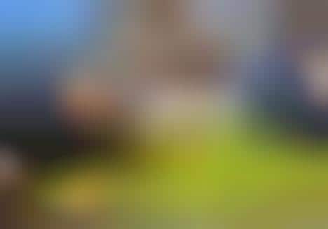 Cake Bobbing Campaigns