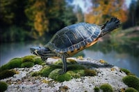 Fantastical Animal Photoshopping Image 3