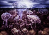 Fantastical Animal Photoshopping Image 5