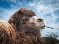 Fantastical Animal Photoshopping Image 6