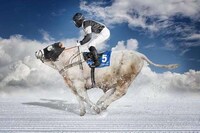 Fantastical Animal Photoshopping Image 7