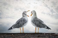 Fantastical Animal Photoshopping Image 8