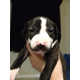 Authentic Puppy Moustaches Image 2