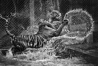 Incredible Perfect Moment Photography Image 4
