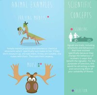 Animalistic Dating Infographics Image 2